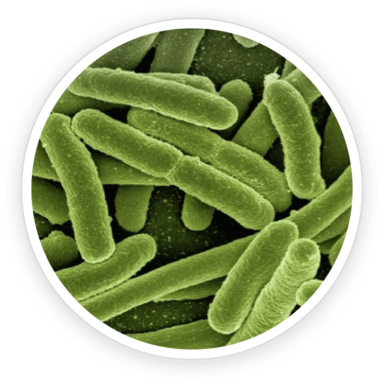 Bifidobacterium Lactis- KeraBiotics Ingredient